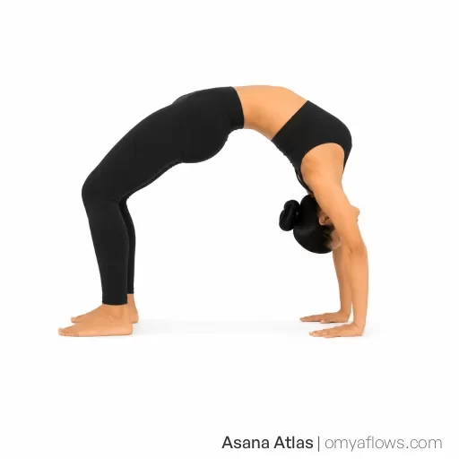 Urdhva Dhanurasana – Aufwärtsgerichteter Bogen