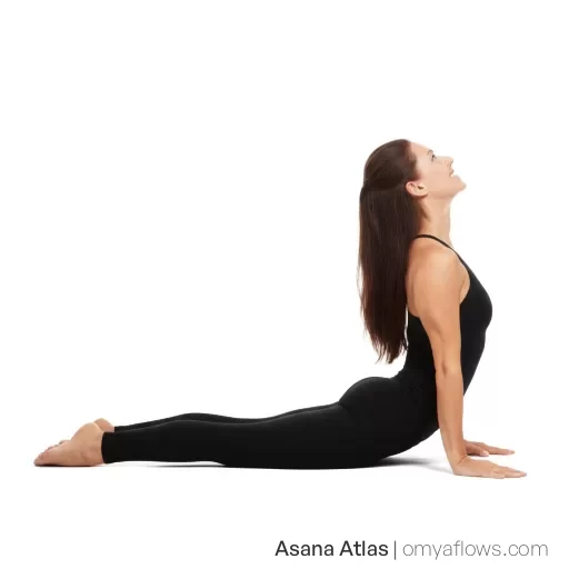 Urdhva Mukha Svanasana – Aufwärtsgerichteter Hund